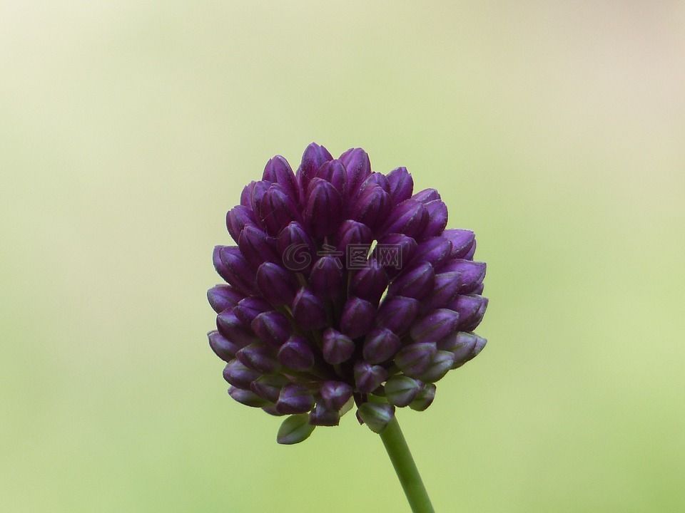 sphaerocephalon,韭菜花,开花