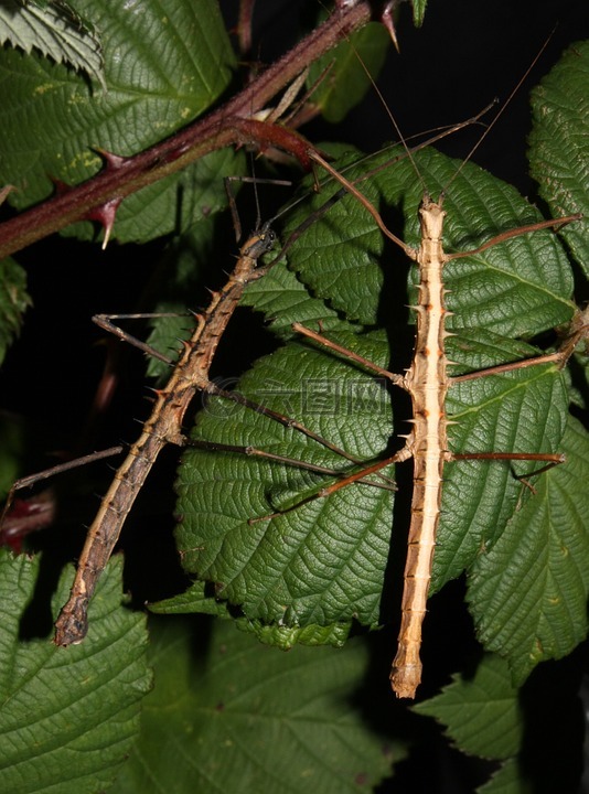 acanthomenexenus polyacanthus,昆虫,竹节虫