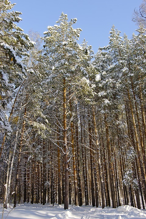 冬季,性质,松林
