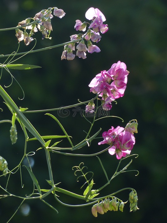 山黧豆芋,背光,开花