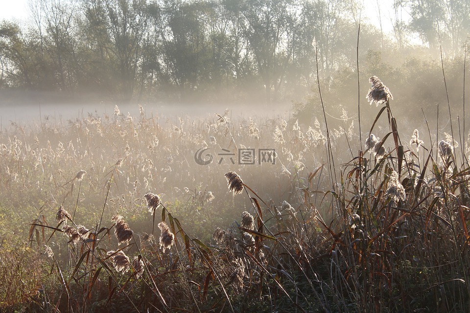 草地,植物,阴霾