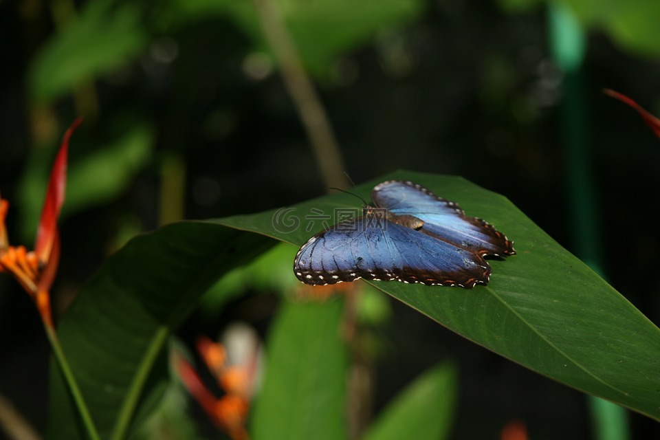 蓝蝶,昆虫,翅膀