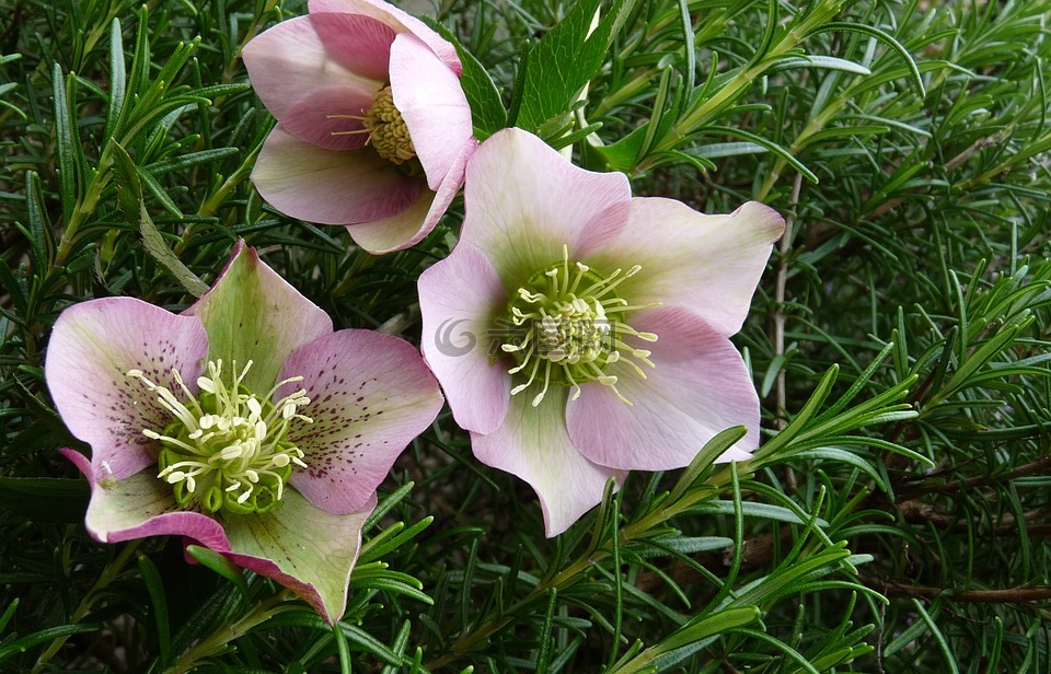 鮮花,冬天,新