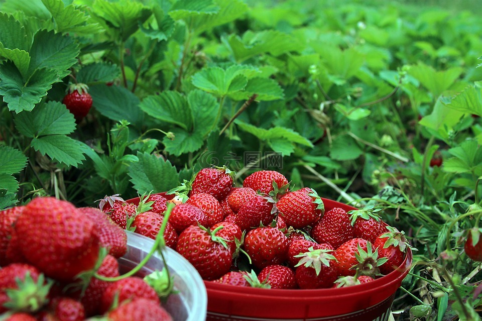草莓,ekoodlade,仲夏