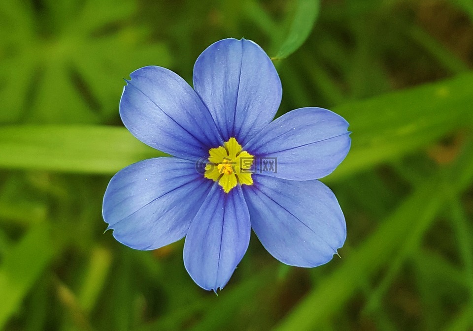 蓝眼睛的草,swordleaf,鲜花