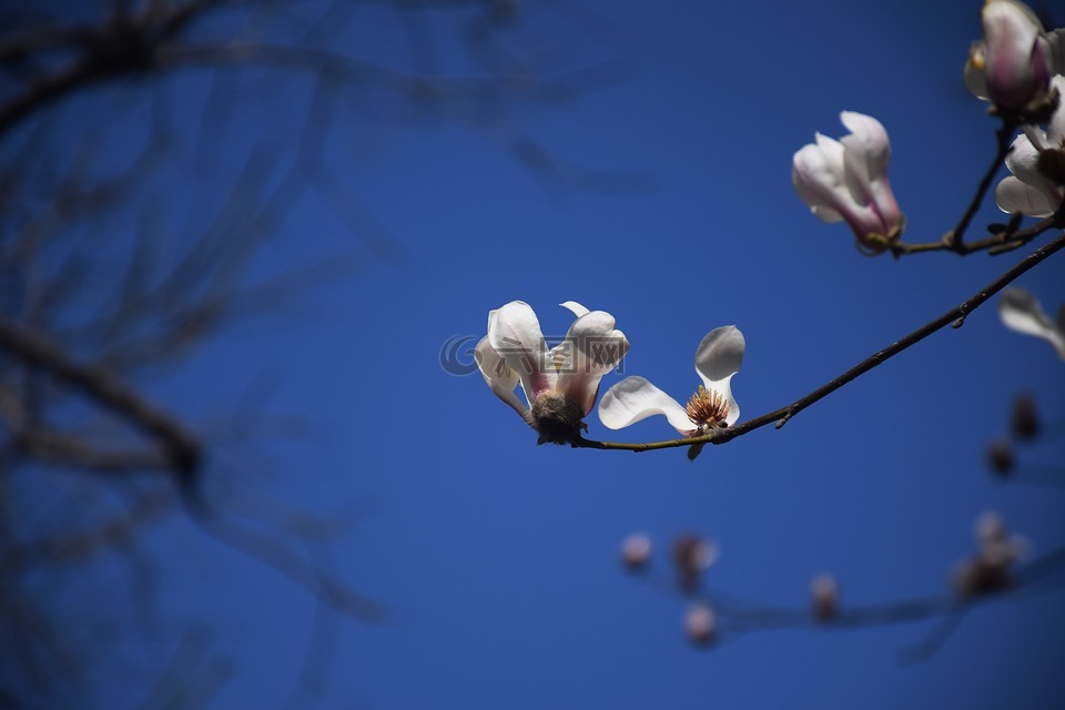 玉兰花,白色,蓝色