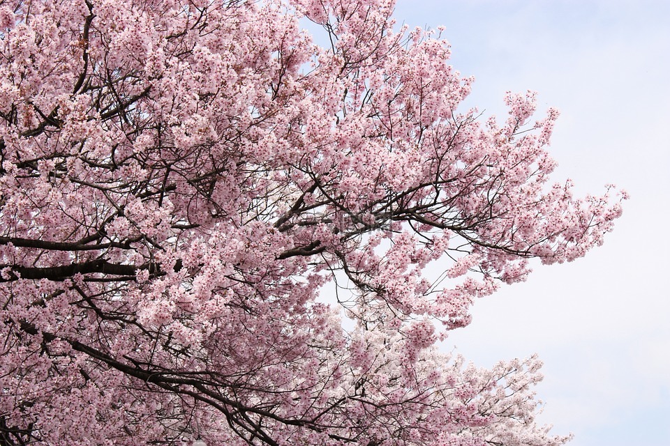 樱桃,粉色,春天