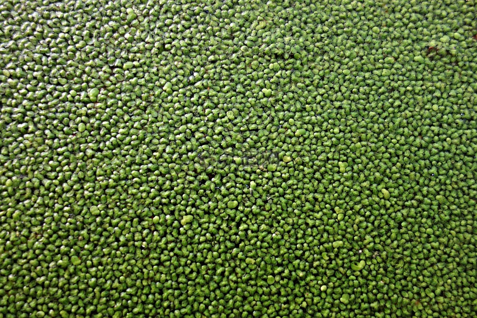 浮萍,微萍属藻,池