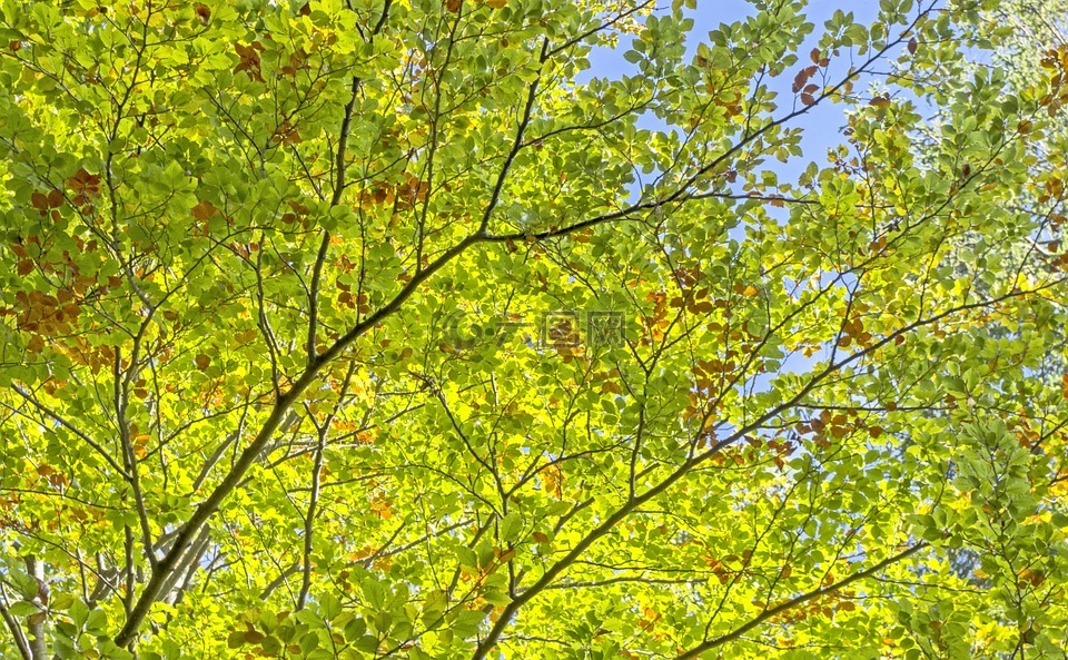 树木,叶子,绿色