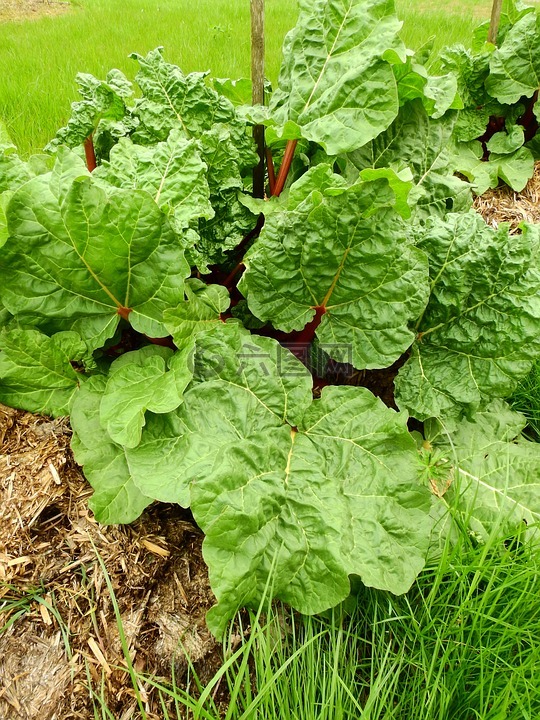 大黄,蔬菜,水果