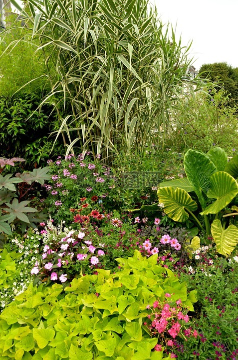 花園,植物,花卉