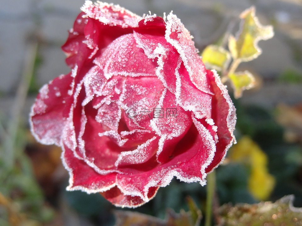 玫瑰,冷冰冰,花