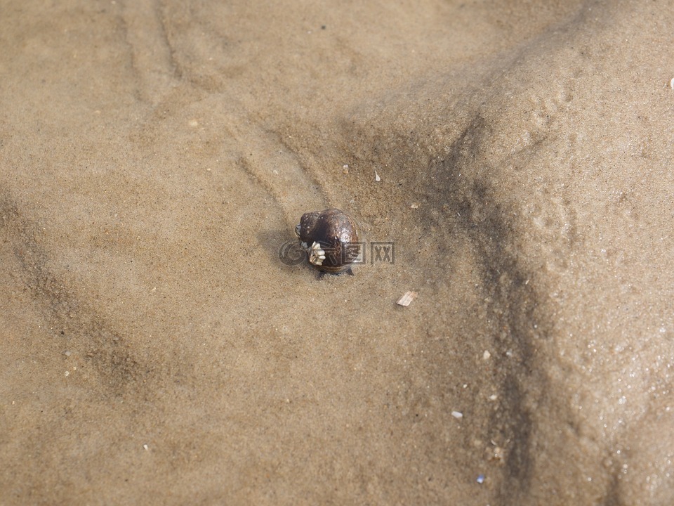 大海蜗牛,蜗牛,共同的海洋蜗牛
