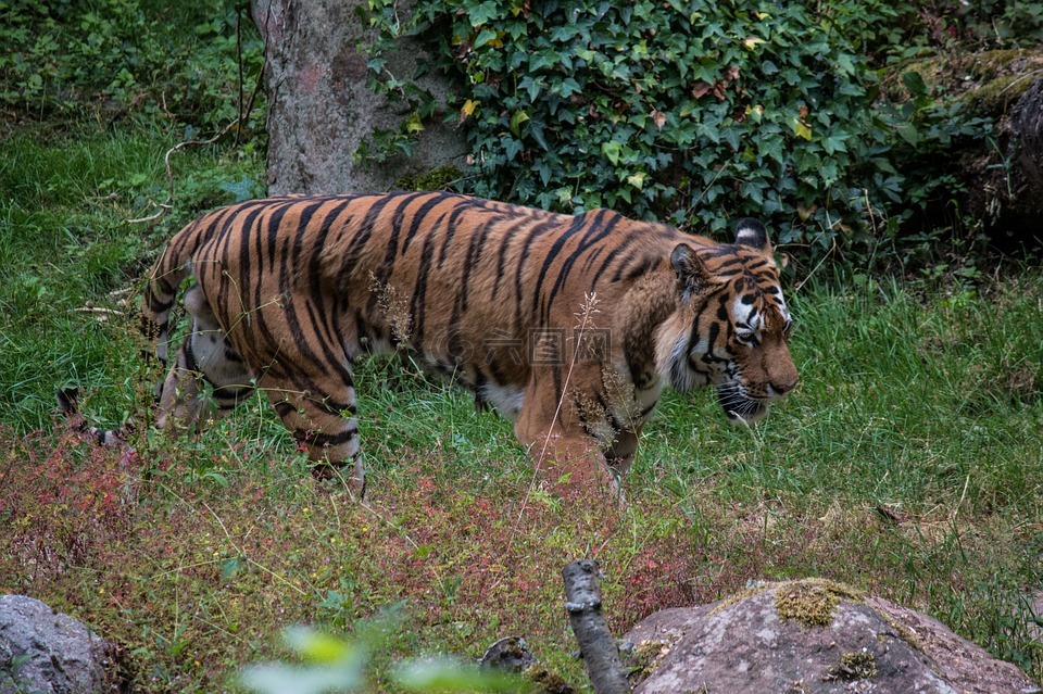 虎,性質,動物世界