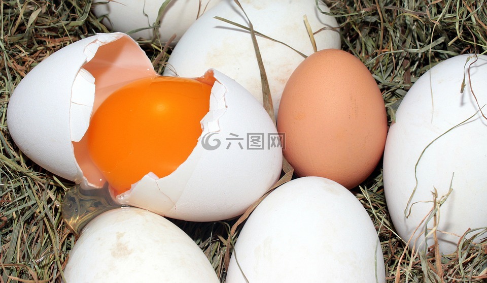 蛋,鹅鸡蛋,鸡蛋