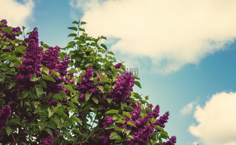 紫色,鲜花,绽放