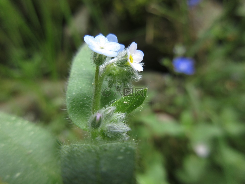 花,马可,白花