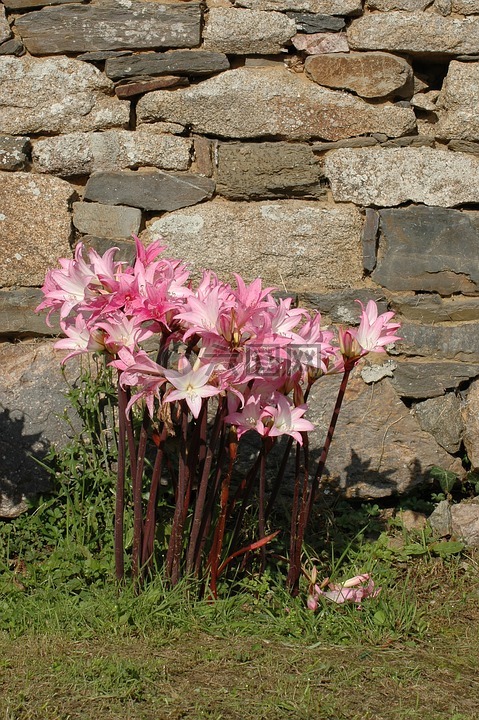 百合花,鲜花,粉红色