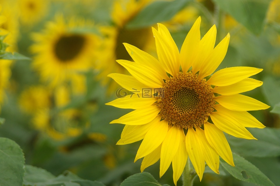 波斯菊,太陽花,黃色的花