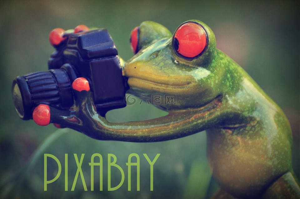 pixabay,摄影师,青蛙