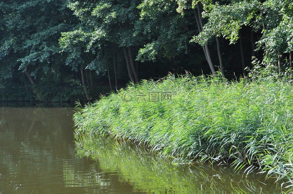 芦苇,müritz,水