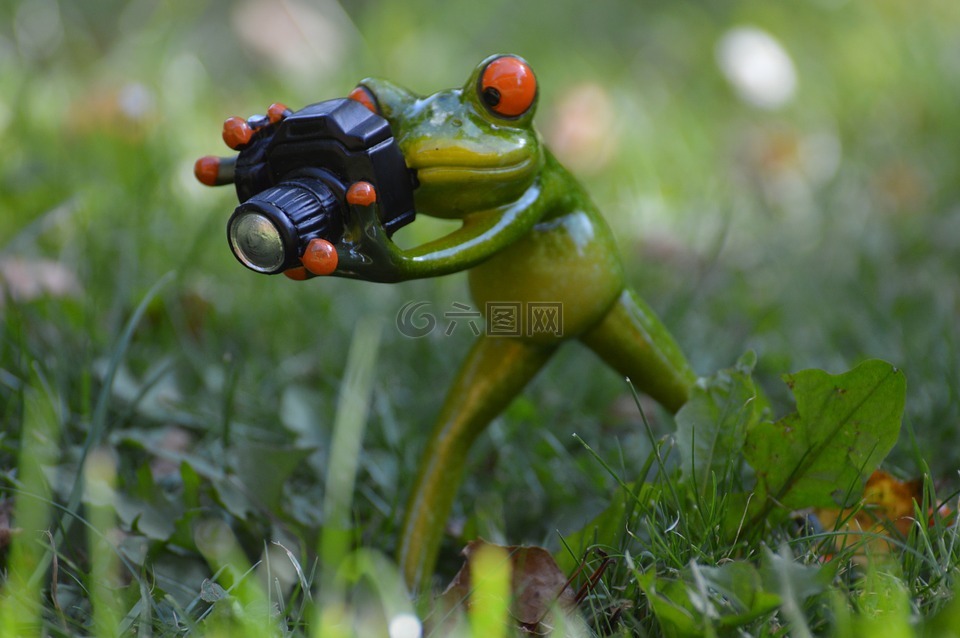 摄影师,青蛙,滑稽
