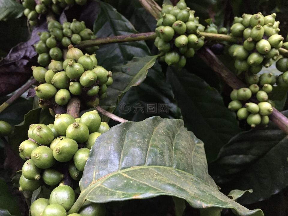 咖啡豆,植物,咖啡
