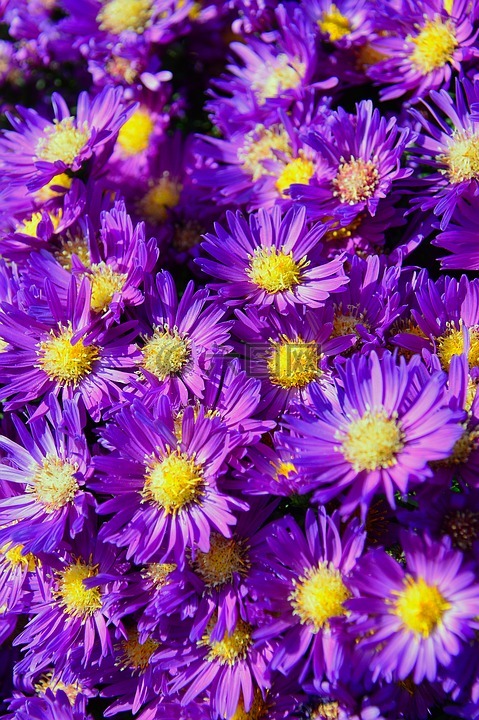 花卉,紫色,紫色的小花