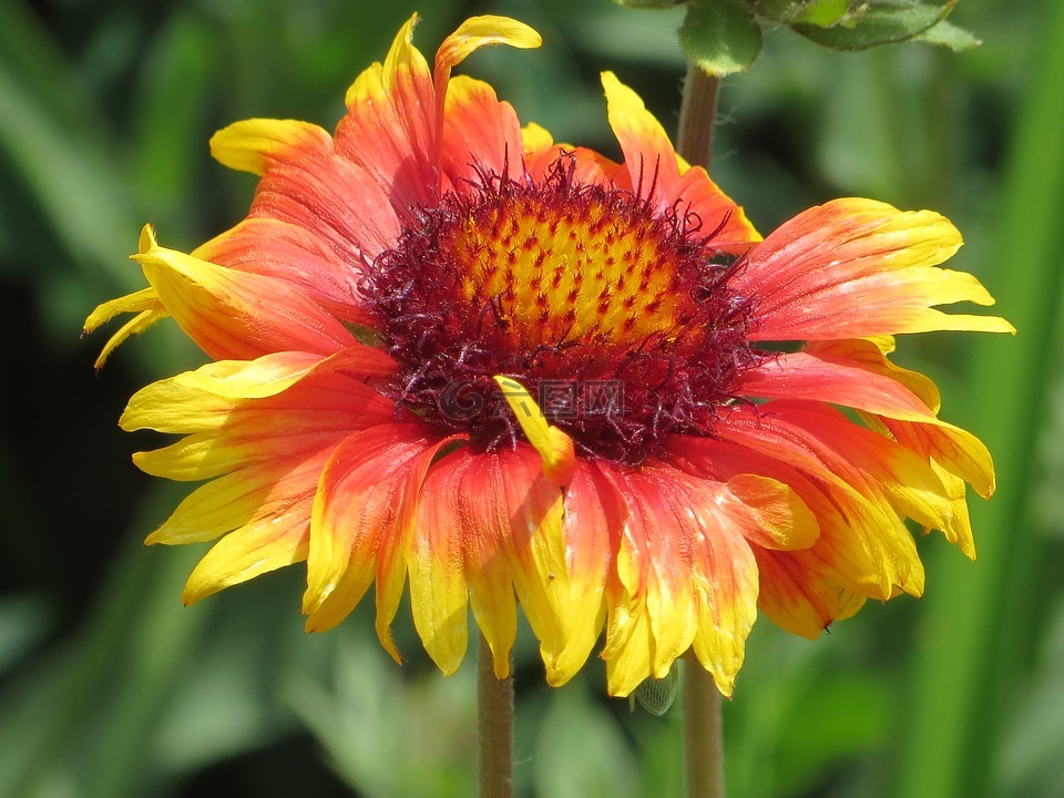 毯子,夏季,观赏灌木