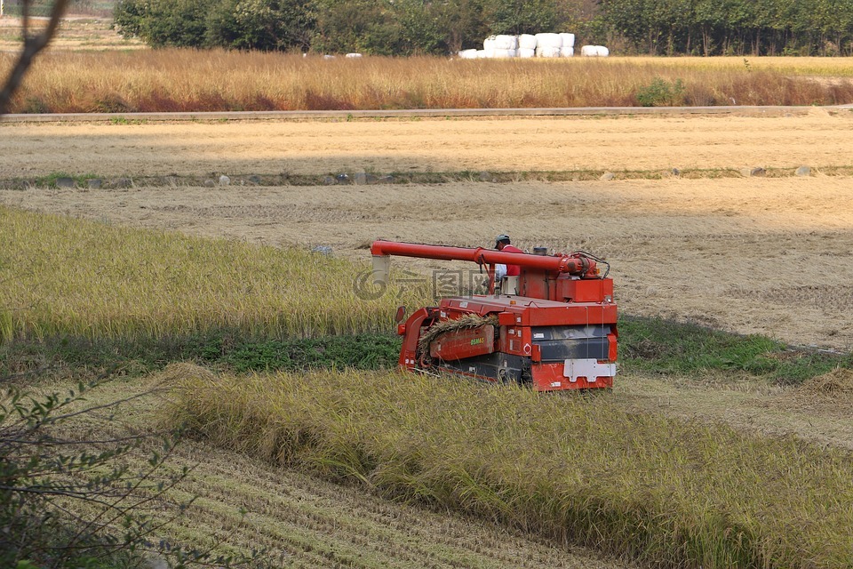 收获,秋季,稻田