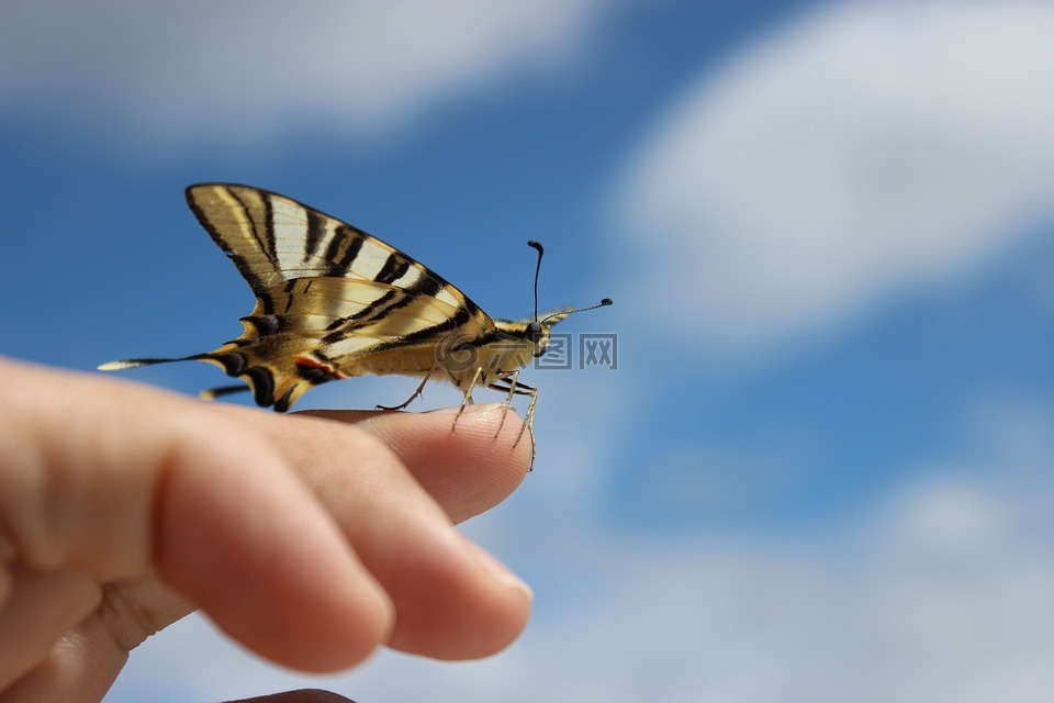 蝴蝶,欧伦,葡萄牙