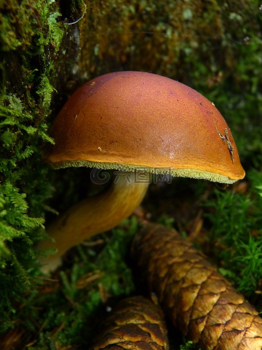 蘑菇,褐色蘑菇管,森林