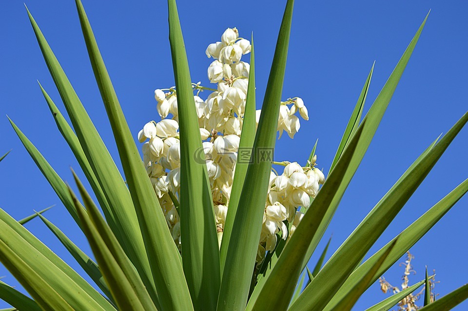 木薯,花木薯,白色的花