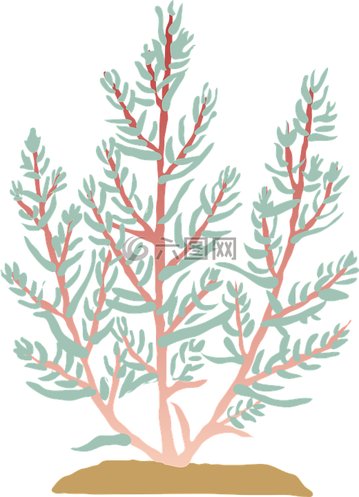 碱蓬,碱蓬菜,盐碱地植物