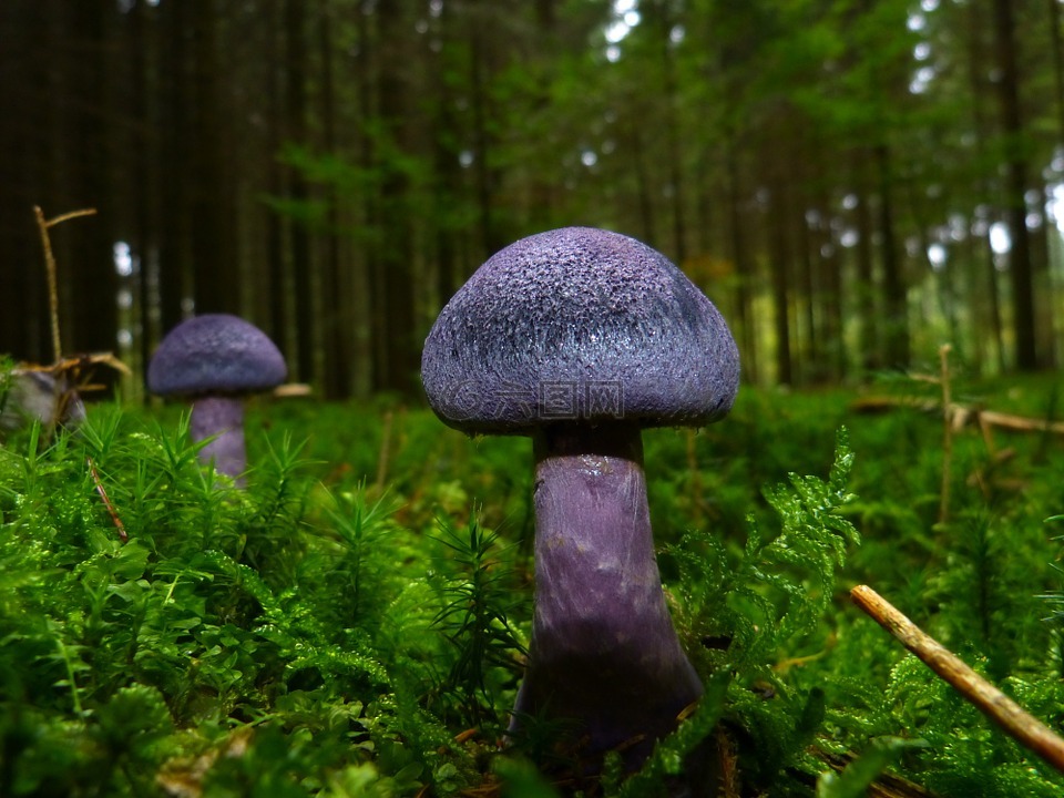 蘑菇,秋季,紫