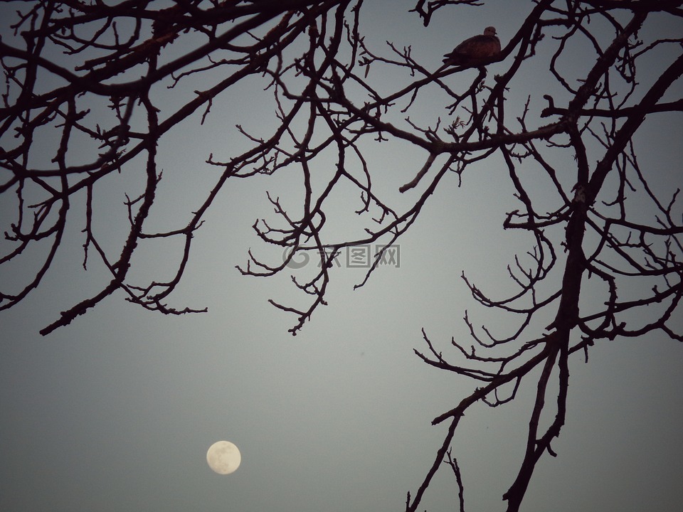 斑鸠,树,夜