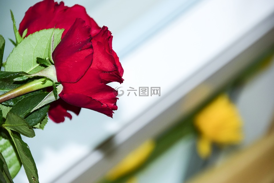 花,红色,玫瑰