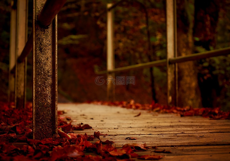 秋,秋天,落的树叶