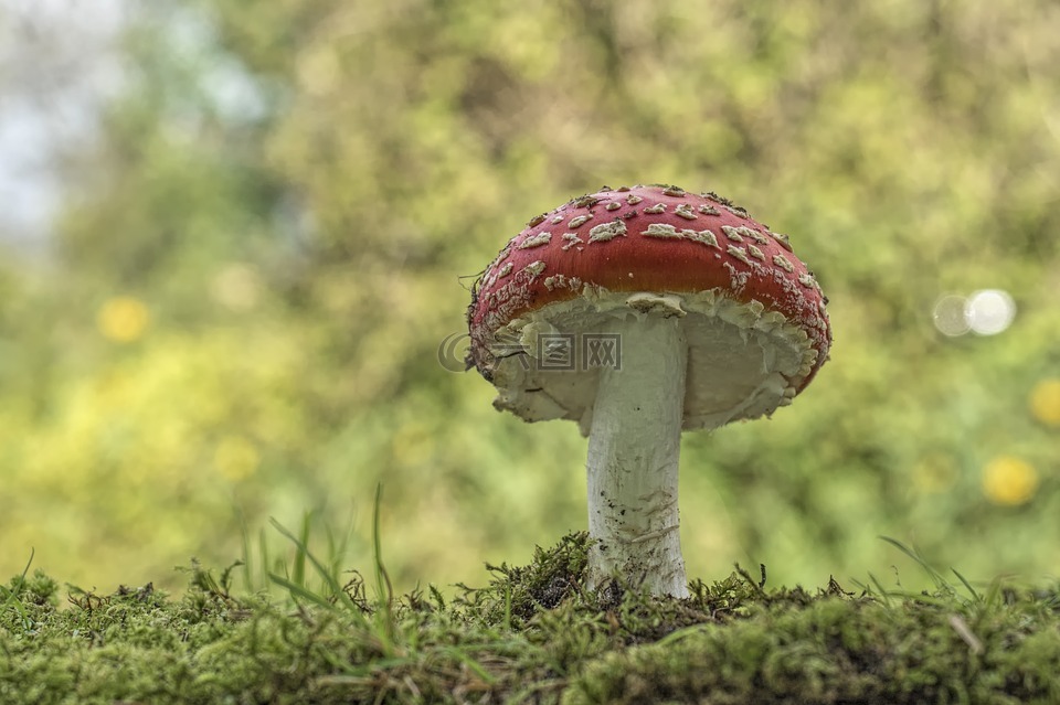 matryoshka,红色飞木耳香菇,蘑菇