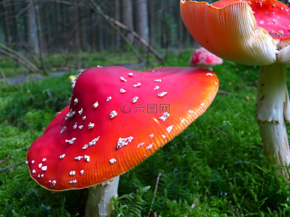 飞木耳,蘑菇,红色飞木耳香菇