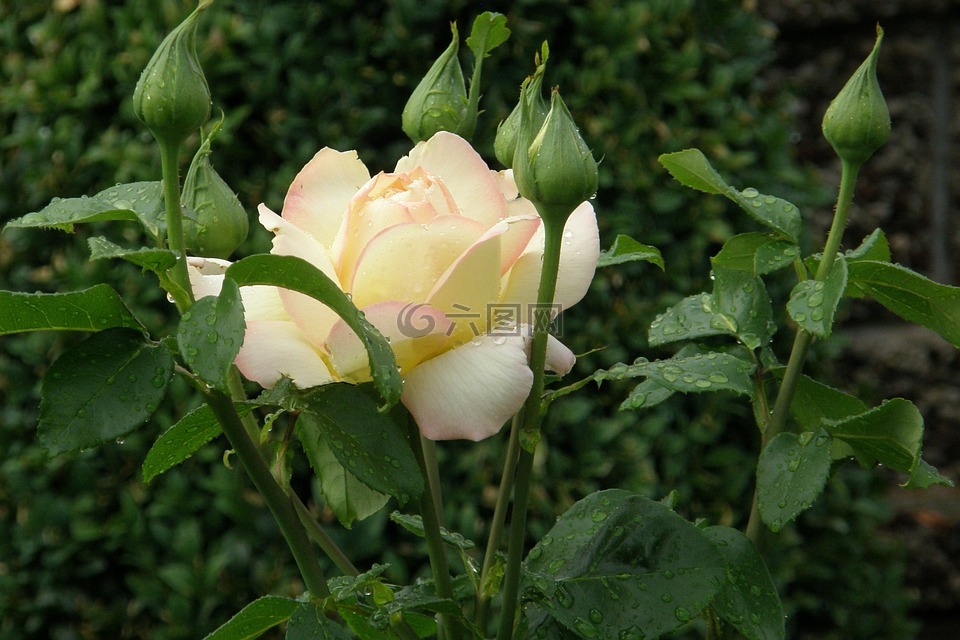 玫瑰,丰花,格洛丽亚 dei