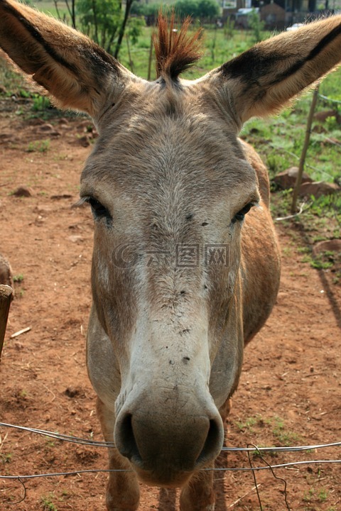 驴,灰色,长耳朵