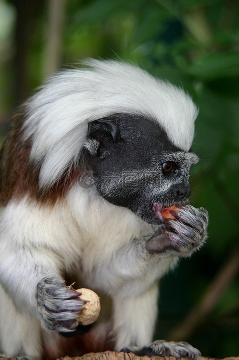cottontop 狨猴,猴子,动物