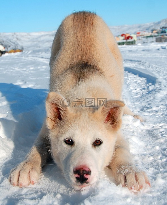 格陵兰的狗,狗,格陵兰岛