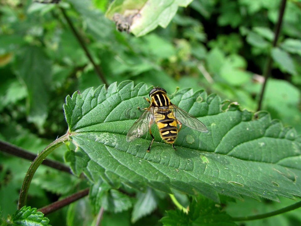 hoverfly,白菜型油菜森林,昆虫