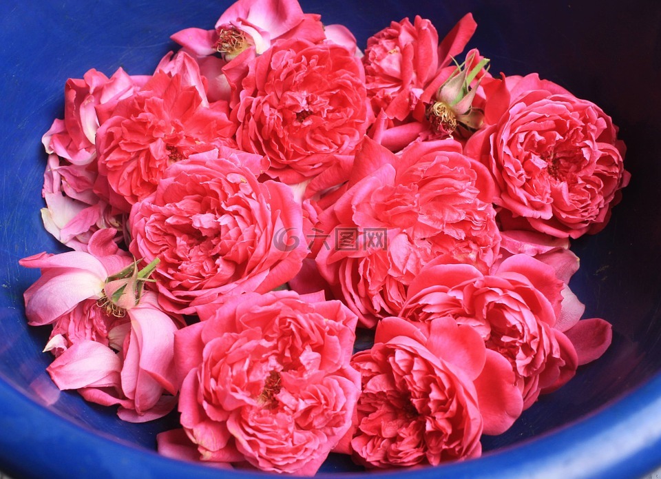 鲜玫瑰花,文摘,芳香疗法