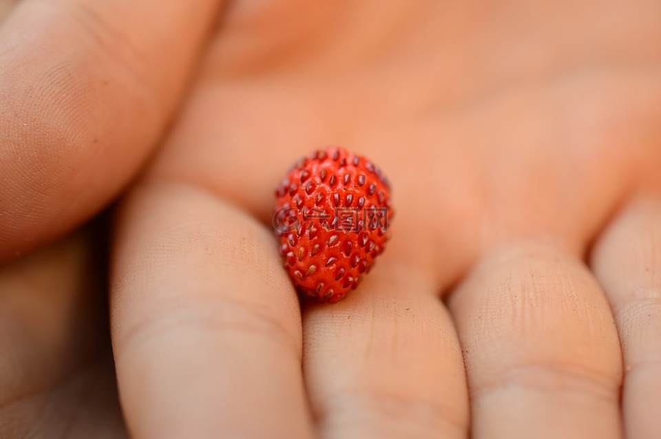 野草莓,手,夏天