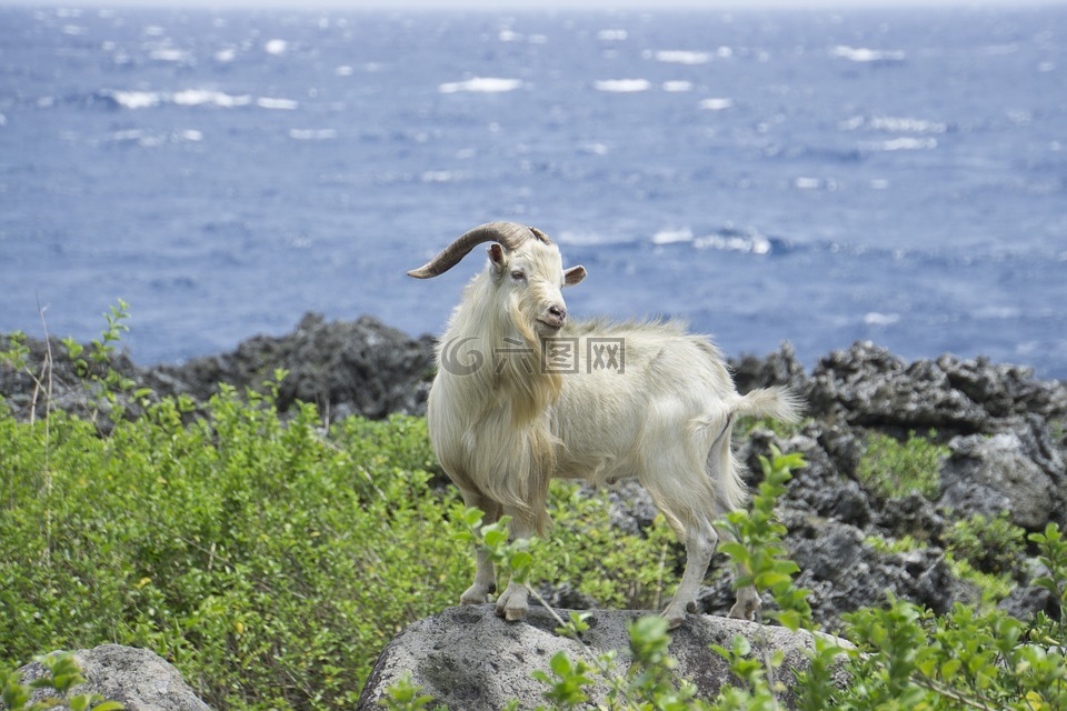 goat,羊,蘭嶼