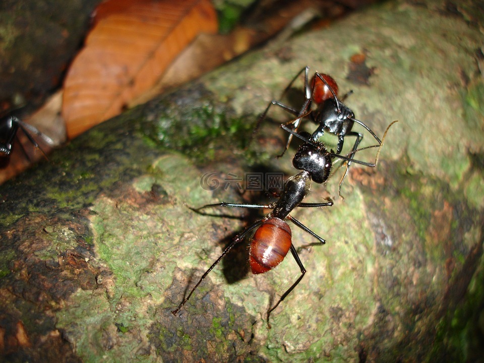 蚂蚁,昆虫,婆罗洲