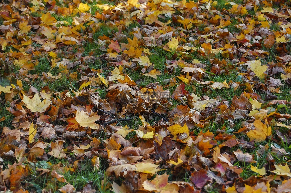 秋天的落叶,秋季,草地